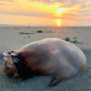 Meet your Posher, Lucy